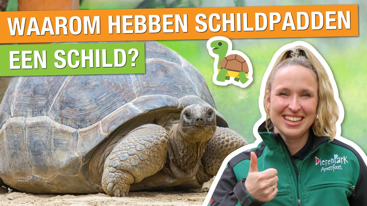 GROOTSTE LANDSCHILDPAD TER WERELD DOUCHEN! 🤪 | Carlijns Dierenvraag #11