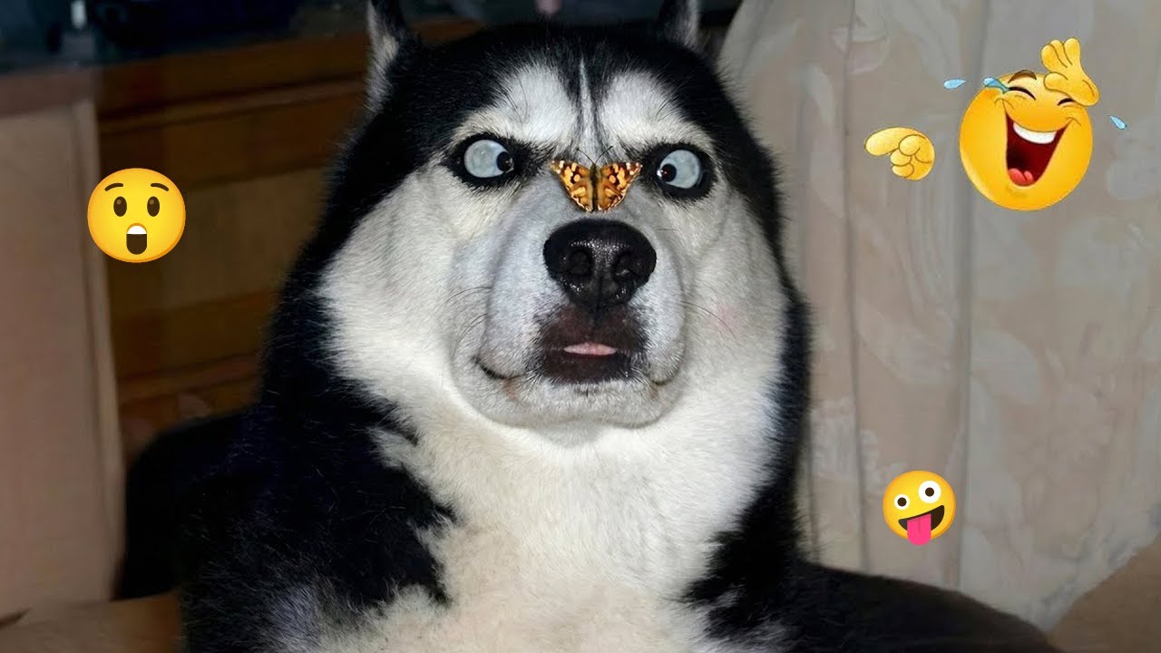 I Tried Not to Laugh… These Dogs Ruined It 😂🐶 | Funny Dogs 2026 #37