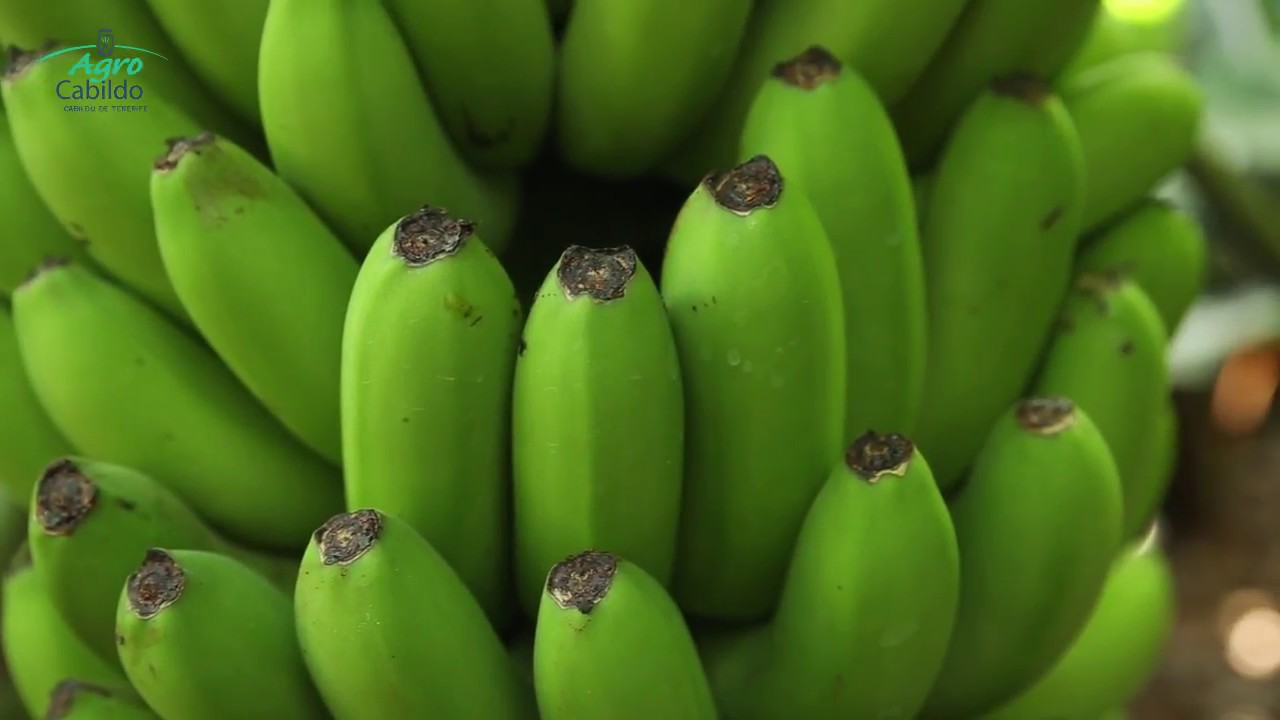 Biosolarización en platanera - AgroCabildo
