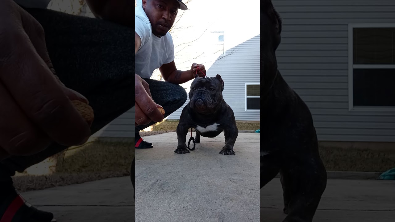 American exotic bully in training