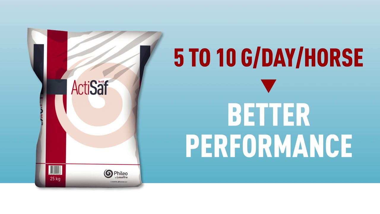 Enhancing Equine Performance with Actisaf® live yeast probiotic