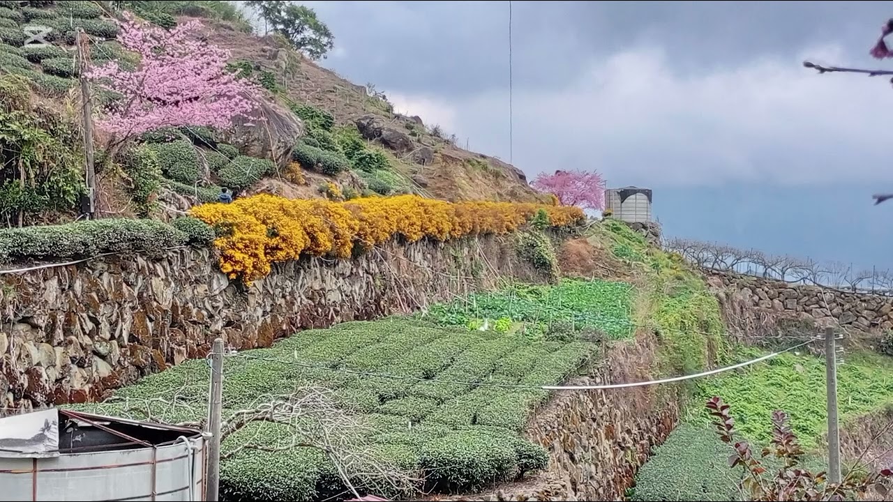 茶園，櫻花，萬壽菊@阿里山太和樟樹湖；櫻穀王，櫻穀王茶亭，嘉義縣梅山鄉