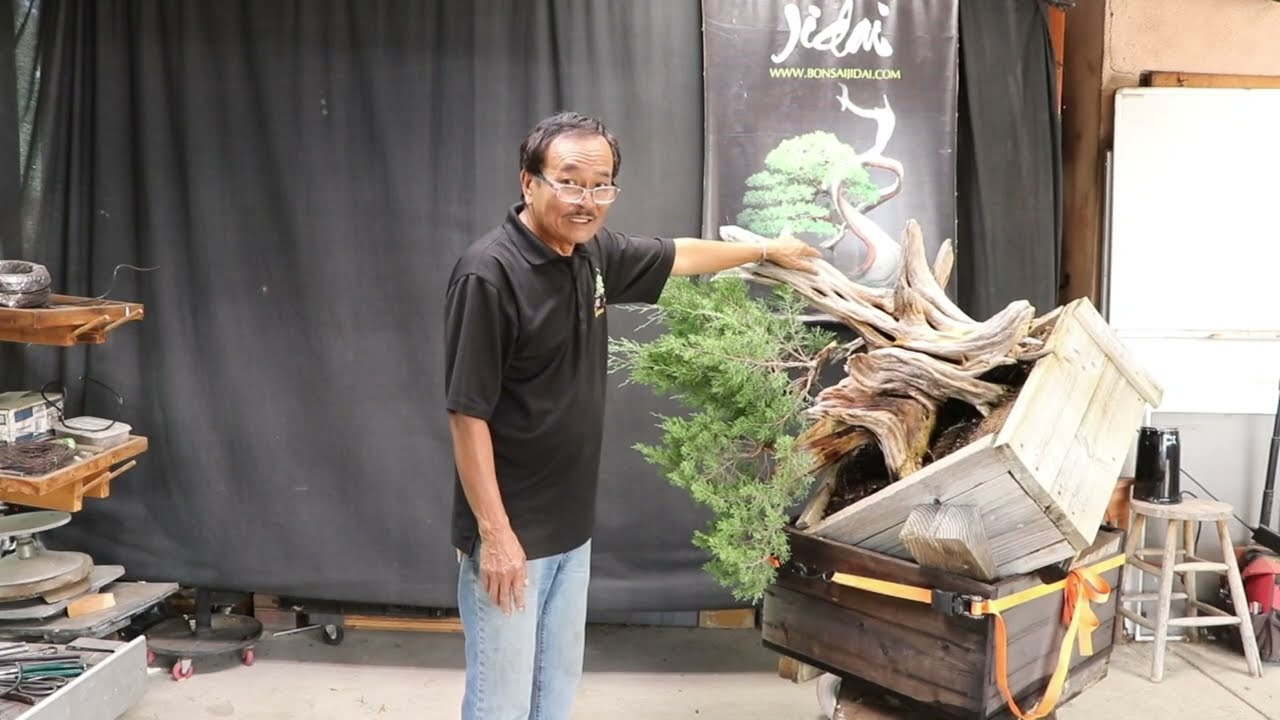 Bonsai Jidai - California Juniper Styling Demonstration October 2024