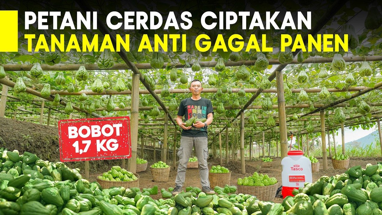 Petani Cerdas, 15 Tahun Sekolah Dilahan Ciptakan Labu Siam Anti  Gagal Buahnya Besar & Manis
