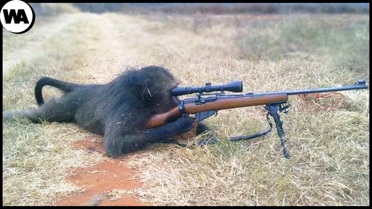 Animales Que Ganaron Batallas Y Guerras Gracias A Las Armas