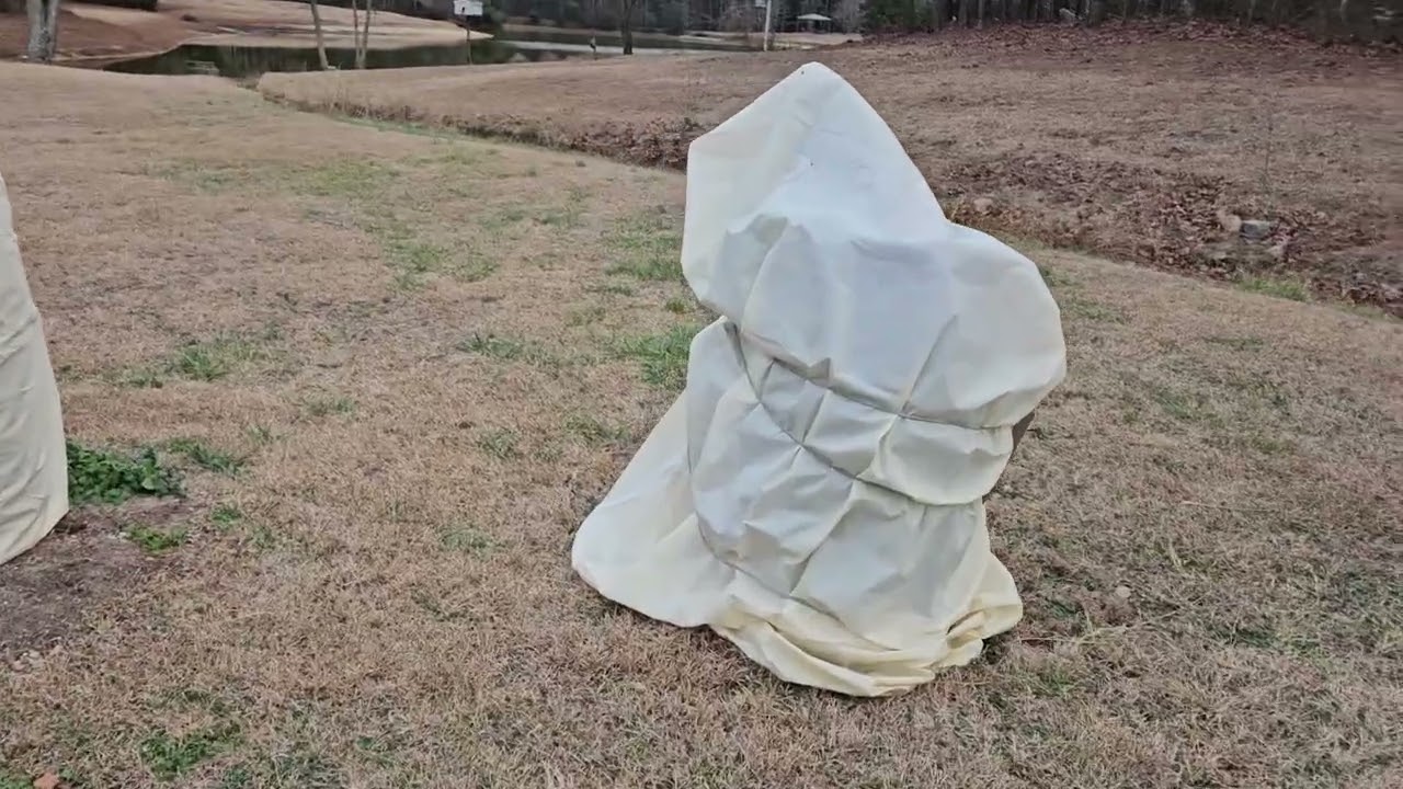 Выращивание цитрусовых в открытом грунте в зоне 8a Северной Каролины: испытание на прочность — пр...