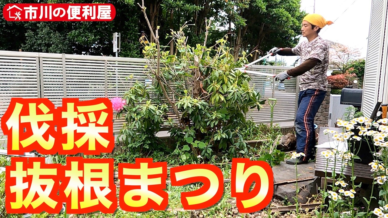 【伐採抜根まつり】バールのようなモノで根の掘り起こし🌲ハサミのようなモノでサツキ刈込剪定🌳千葉県市川市の便利屋！各作業料一覧、お問い合わせ先は概要欄をご覧下さい！