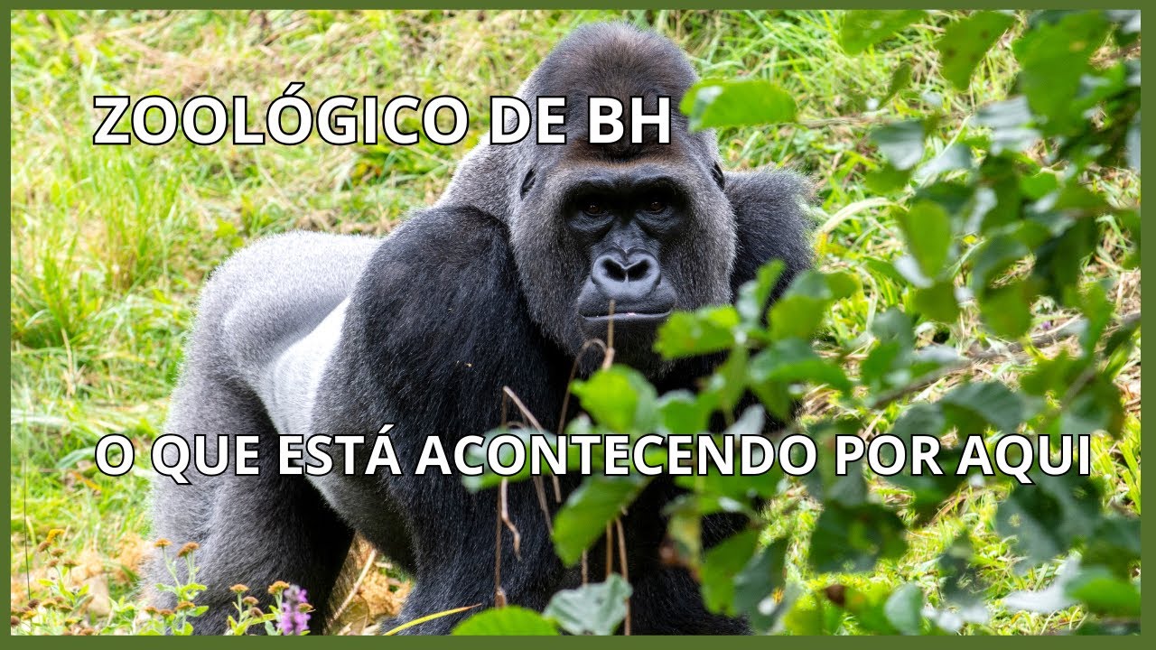 Zoológico de BH em 2025: O Que Vimos na Nossa Caminhada e Como Está Hoje