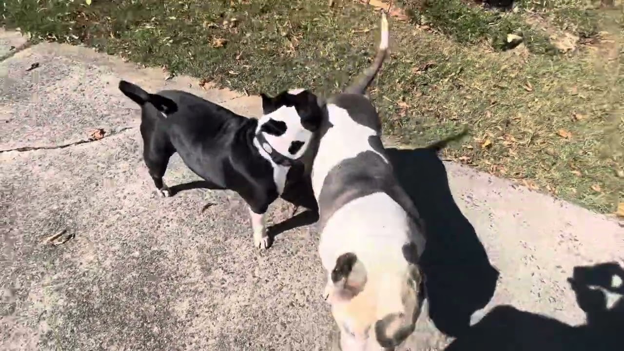 Beautiful Sunday with the bullies at CBF!!