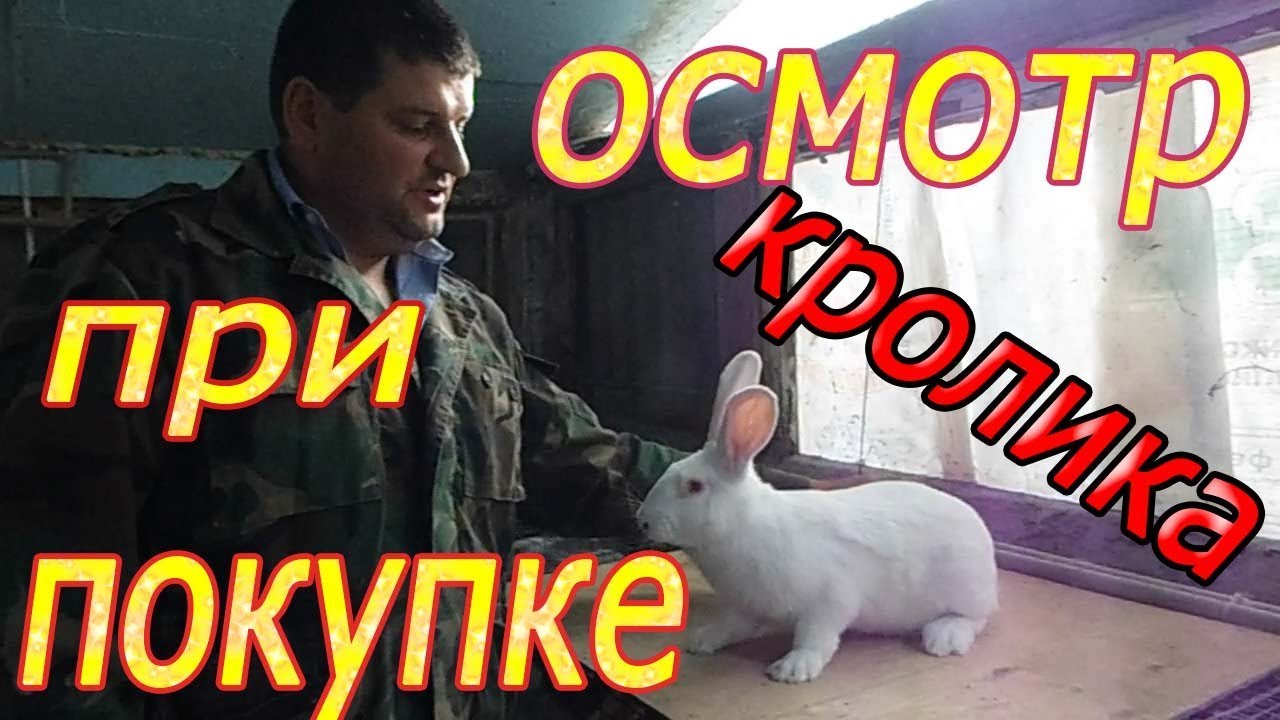 ПОКУПАЕМ КРОЛИКА!!!  что смотреть? (видео 3)