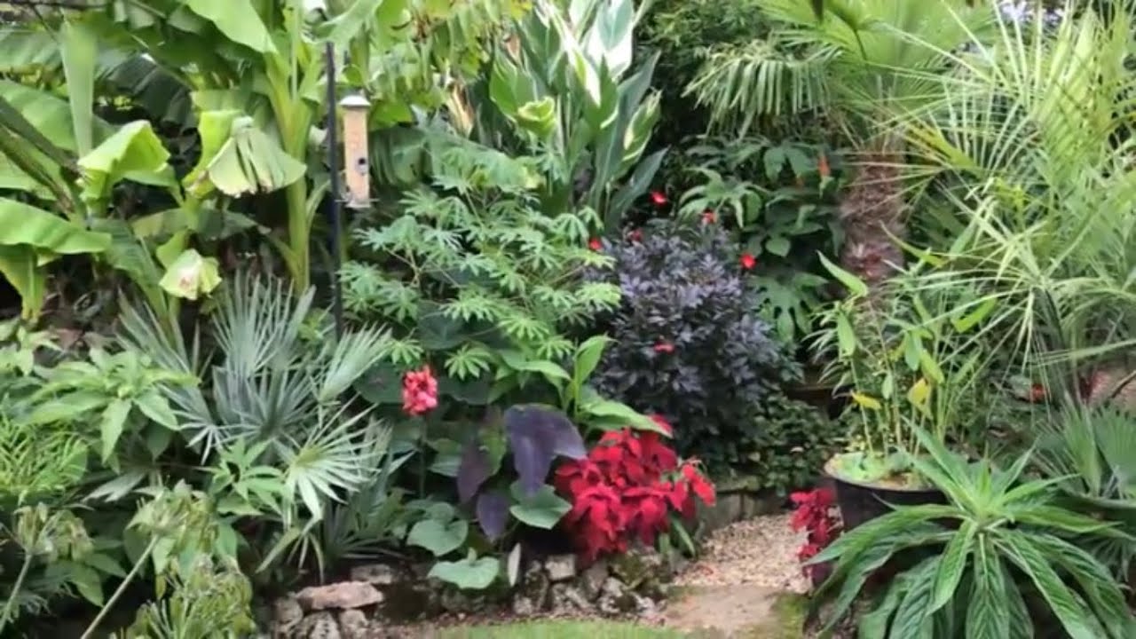 Springy’s (Steve) Windswept exotic/tropical garden in Abingdon on Thames, UK.