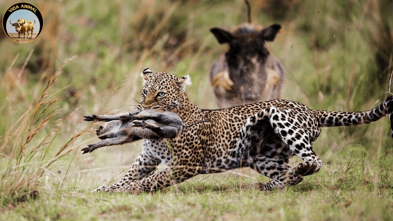 Leopardo Cazando Jabal&iacute; &ndash; El Momento que Decide la Supervivencia | Documental De Vida Salvaje