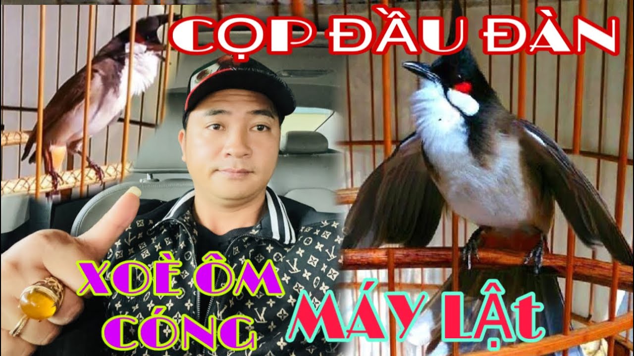 BỔI ĐẦU ĐÀN—ĐẤU TRANH THUNG—XOÈ ÔM CÓNG// HÀNG TUYỂN SIÊU VÍP#thinhhanhyoutube #chimcanhphuonghieu 
