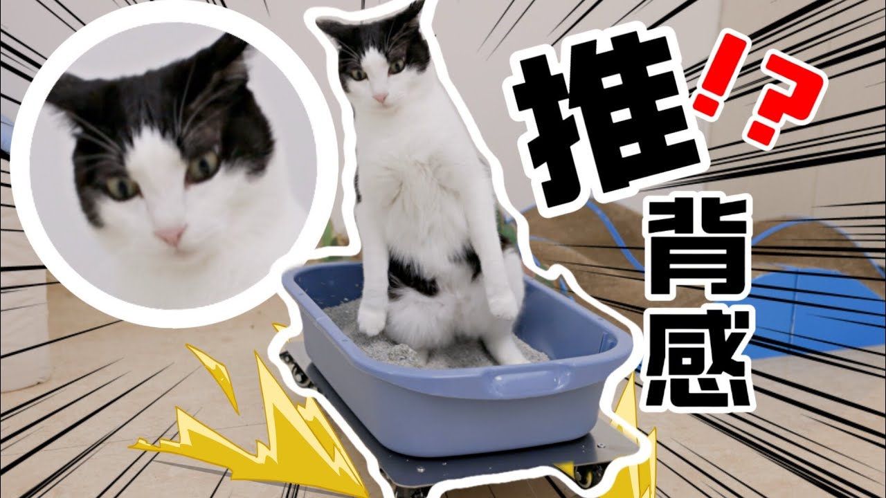 趁猫上厕所时，让猫砂盆跑起来，猫：这推背感！｜花花与三猫 Cat Live