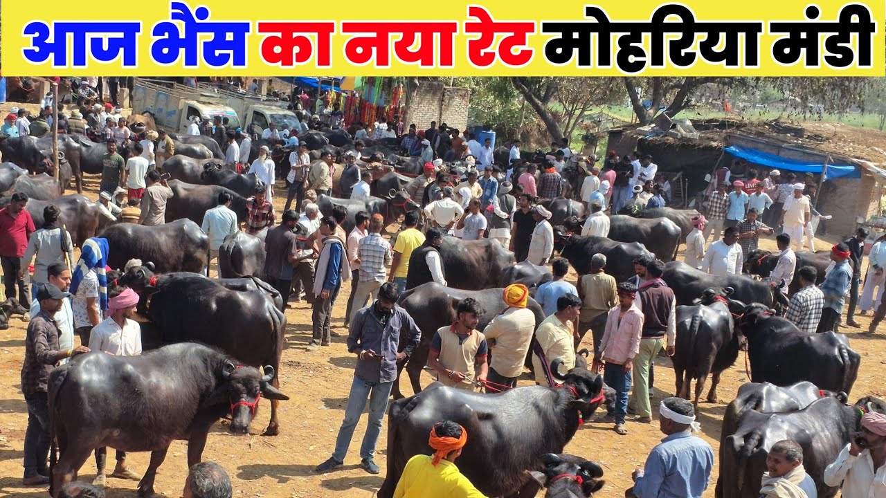 You will be shocked to see the real rate of buffalo in Moharia Mandi. Bhains ki Mandi 2026