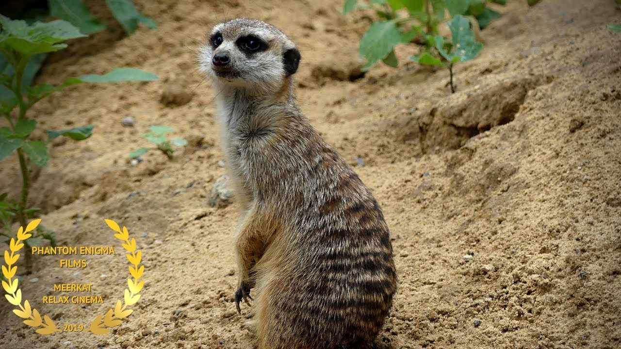The Best Meerkat Moments | Timon Looking Around | Screensaver 10 Hours Version