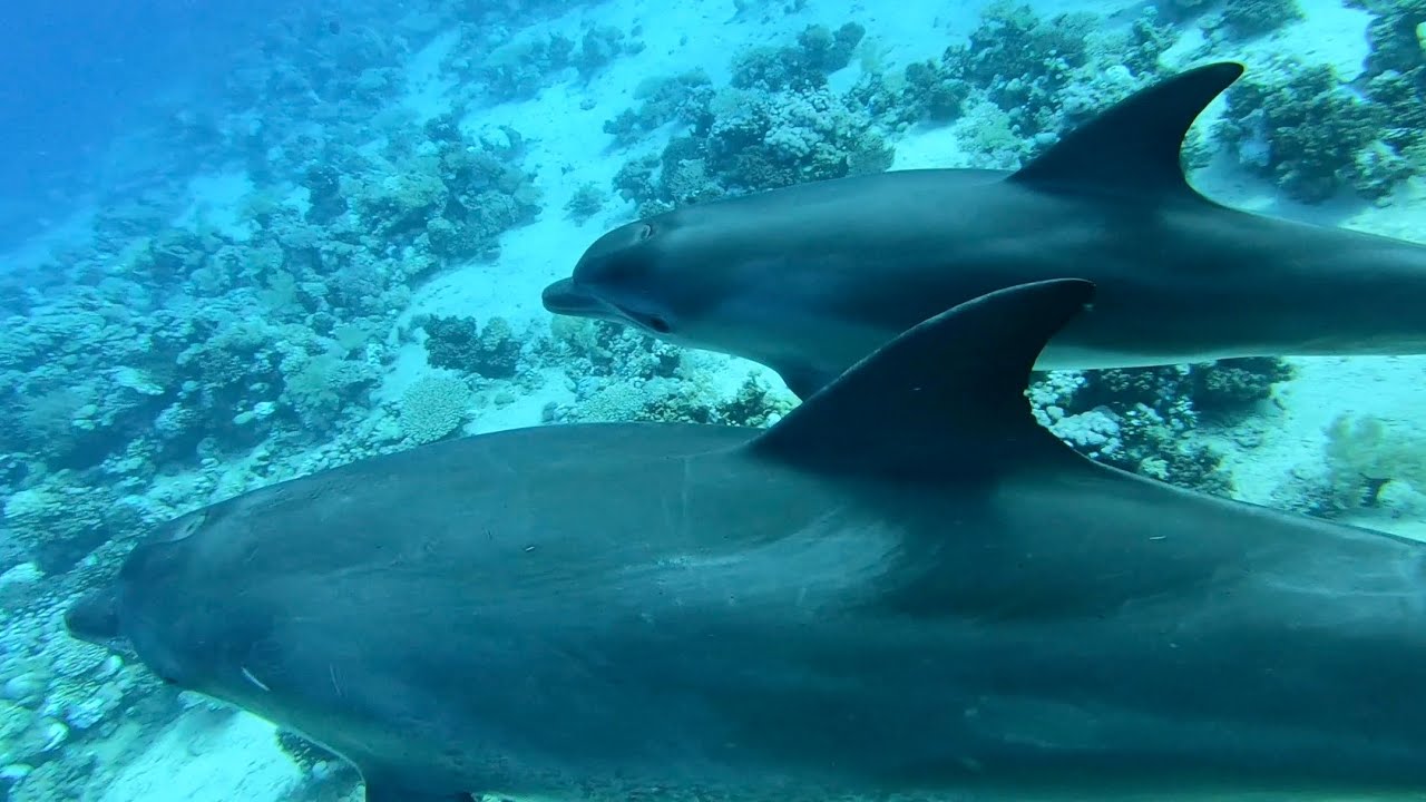 Tauchen im Roten Meer