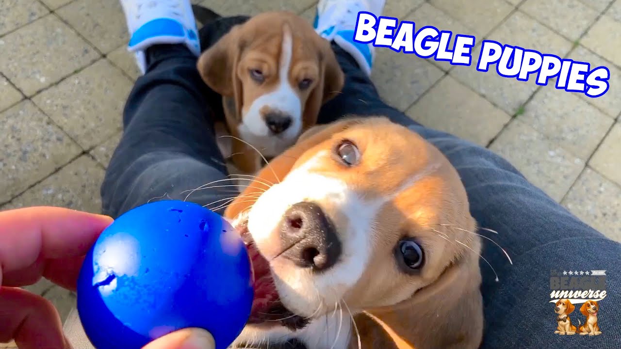 Cute Baby BEAGLES Playing with Brothers & Sisters