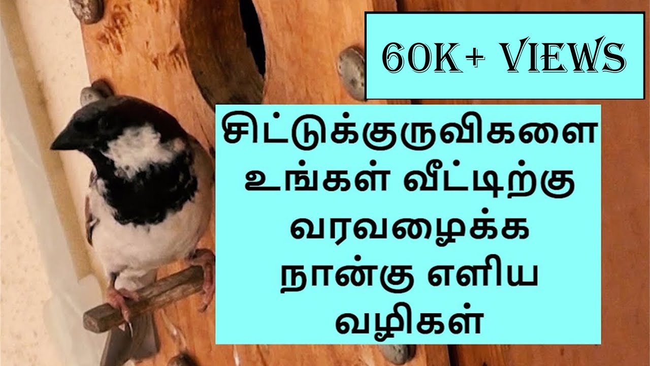 சிட்டுக்குருவிகளை உங்கள் வீட்டிற்கு வரவழைக்க நான்கு எளிய வழிகள் | Attract Sparrows | 4 Easy Steps