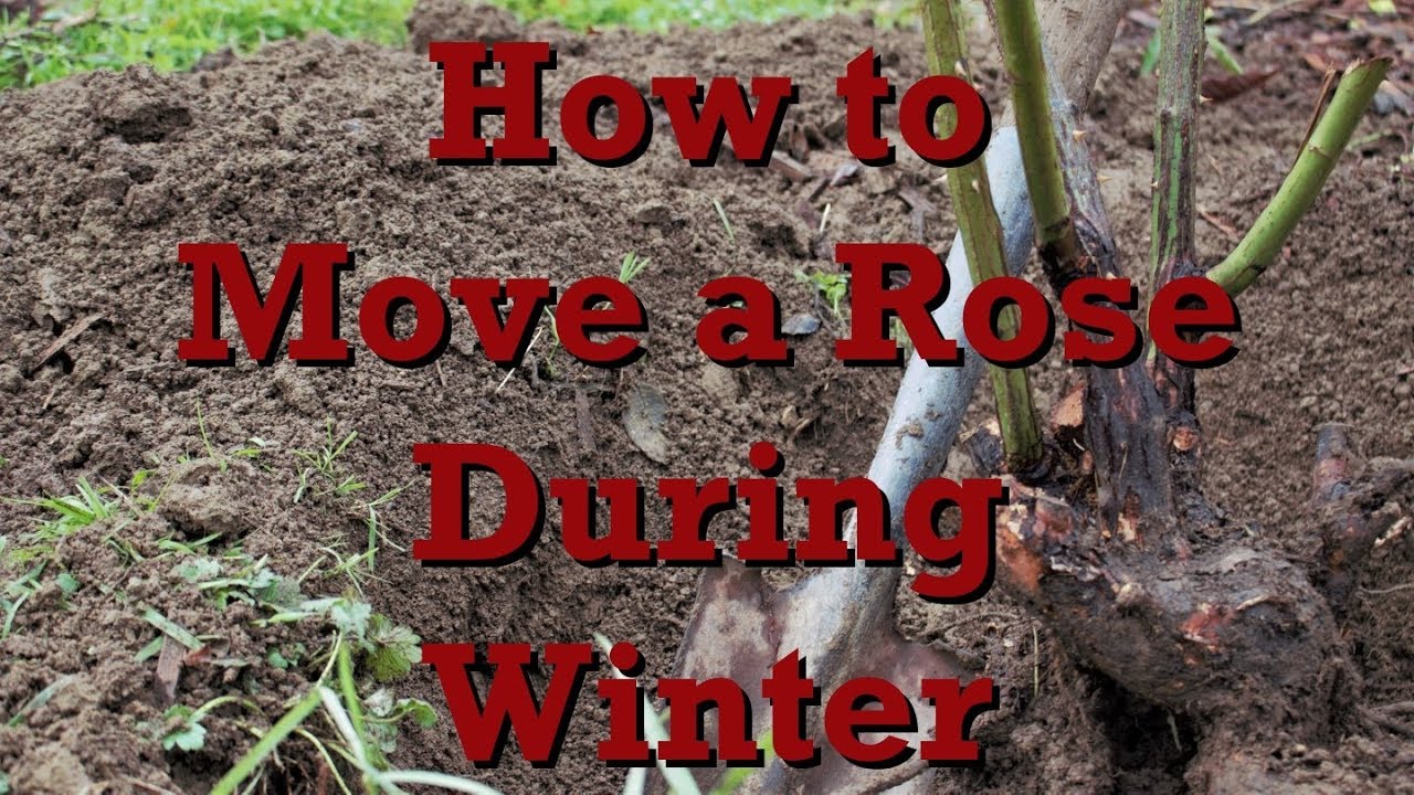 How to Move a Rose During Winter