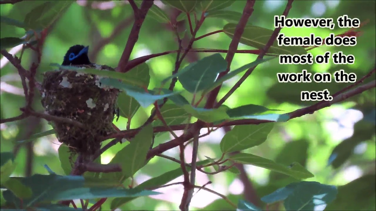 African Paradise Flycatcher male on nest