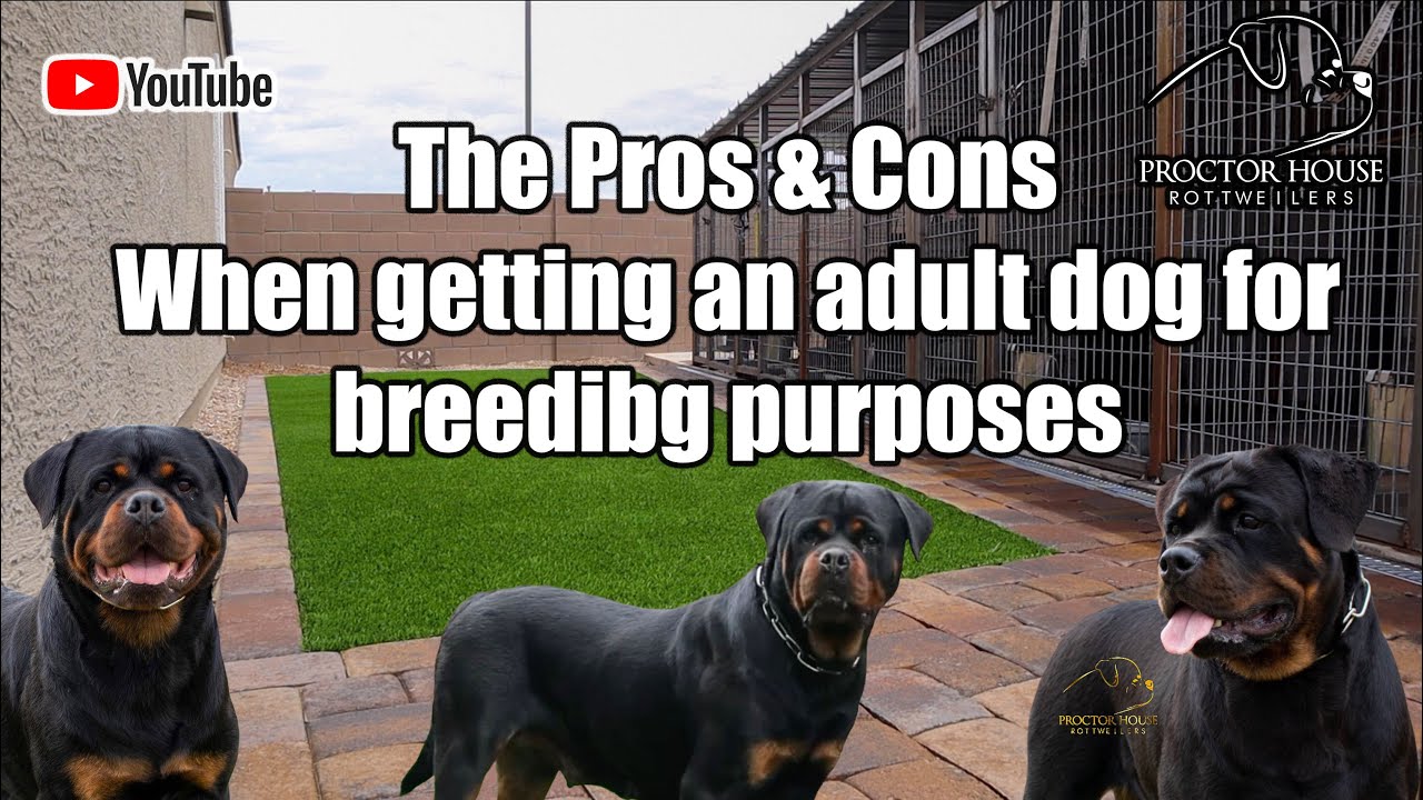 Pros & Cons When Getting An Adult Dog For Breeding Purposes