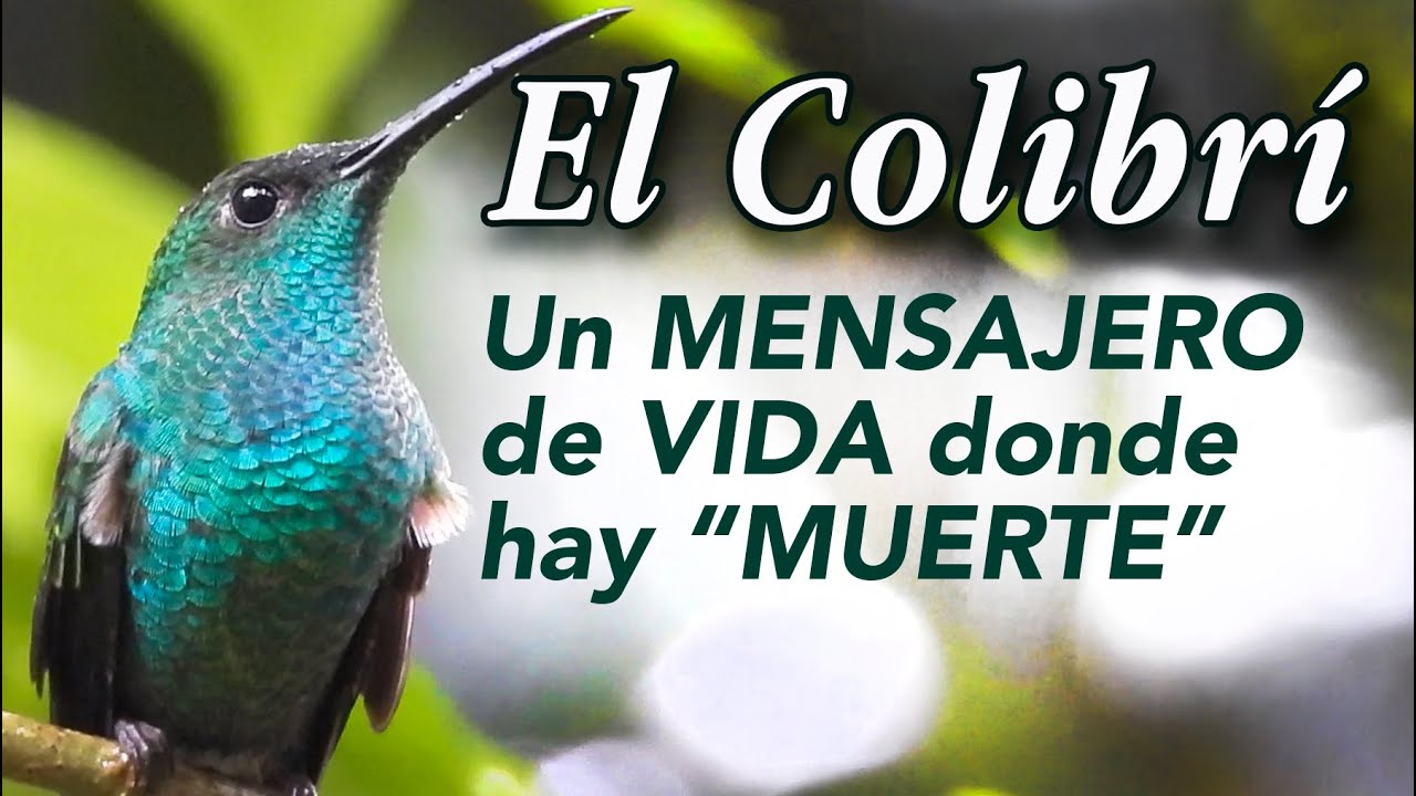 El Colibrí mensajero de vida donde hay 