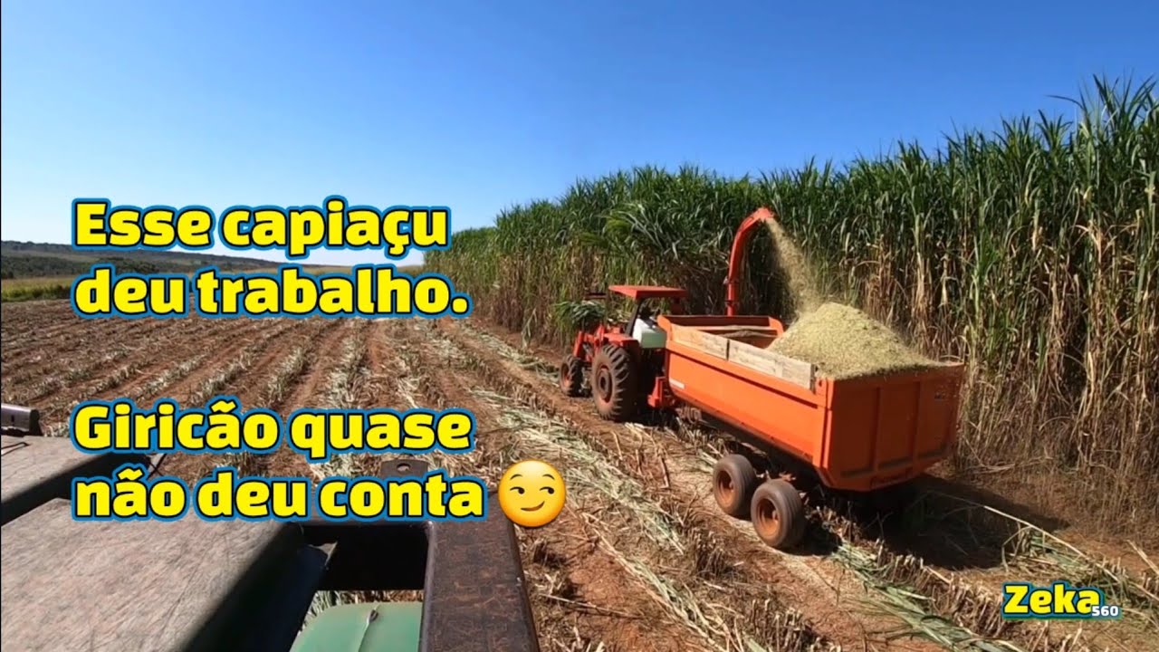 MF 265 mwm - silagem do Capiaçu da Faz Boa Sorte JD 6125j não deu conta 😏