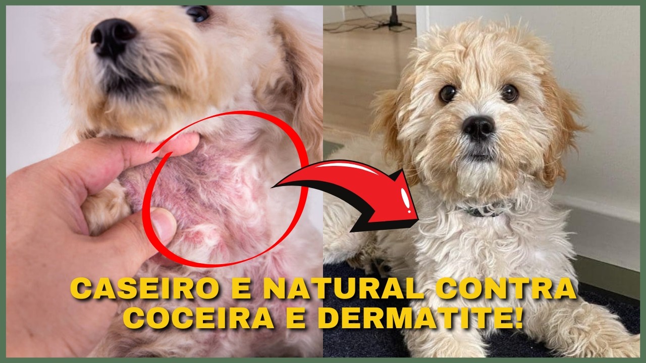 ERVA QUE ACABA COM FUNGOS, BACTÉRIAS E COCEIRA! USE ISSO e Acabe com a Dermatite em Cães e Gatos.