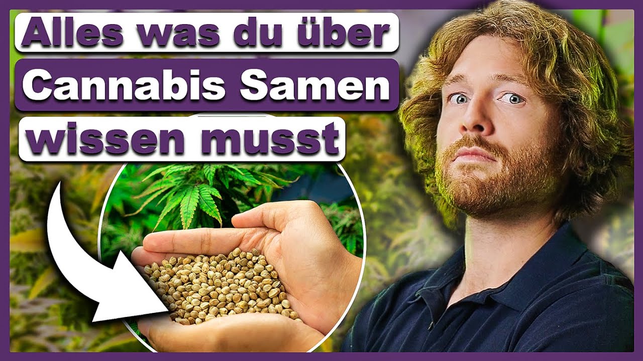 🌱 Alles was du &uuml;ber Cannabis Samen wissen musst