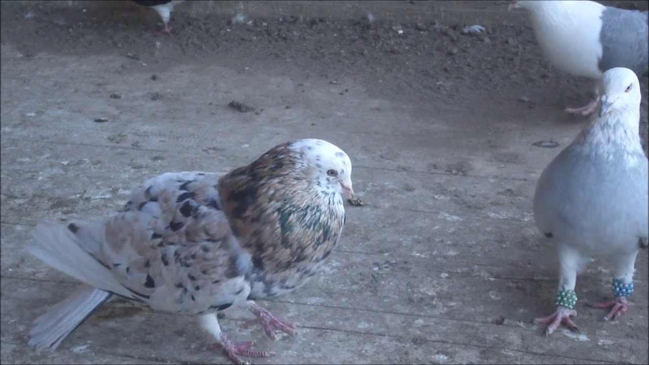 Kaftar Afghani