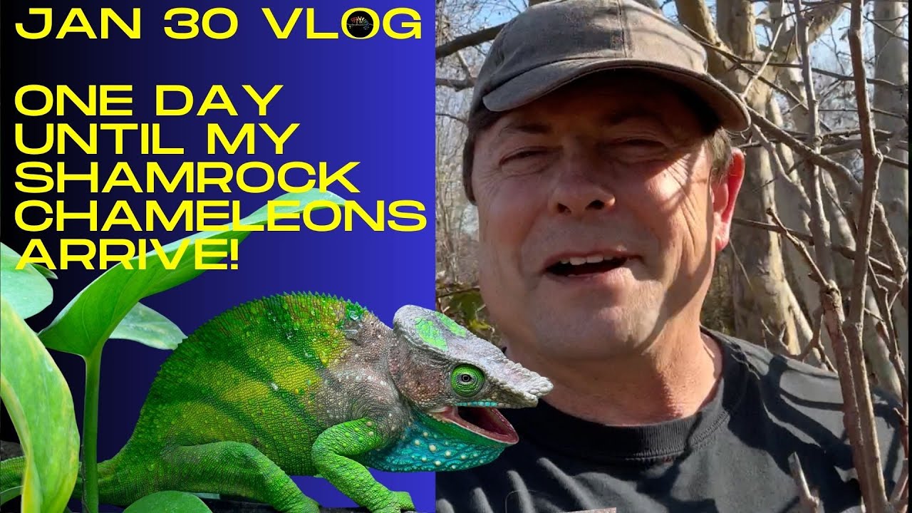 Shamrock Chameleons arrive tomorrow! - VLog 2