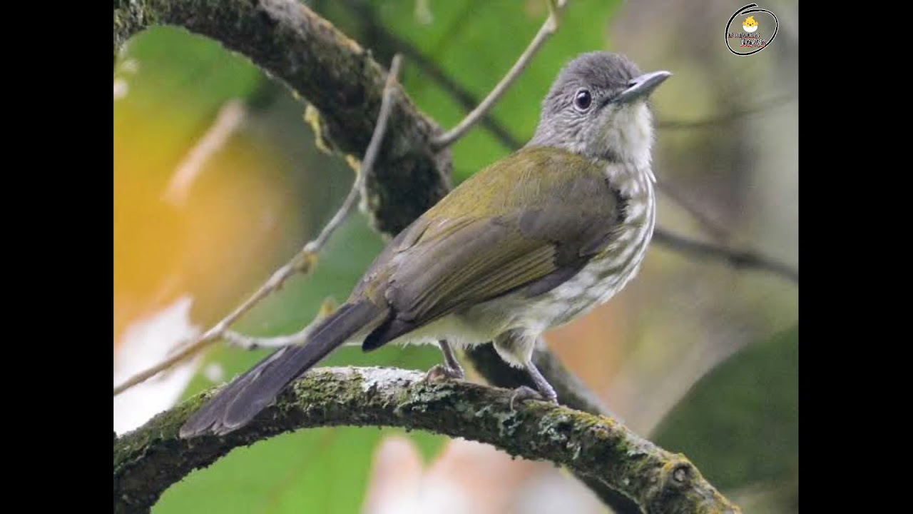 suara burung nightingale atau burung bulbul