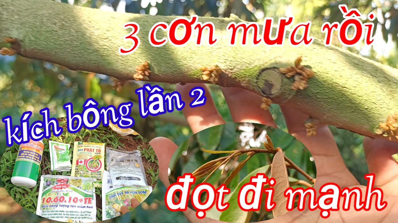 đọt sầu riêng đi mạnh sau 3 cơn mưa đầu mùa kích bông lần 2 