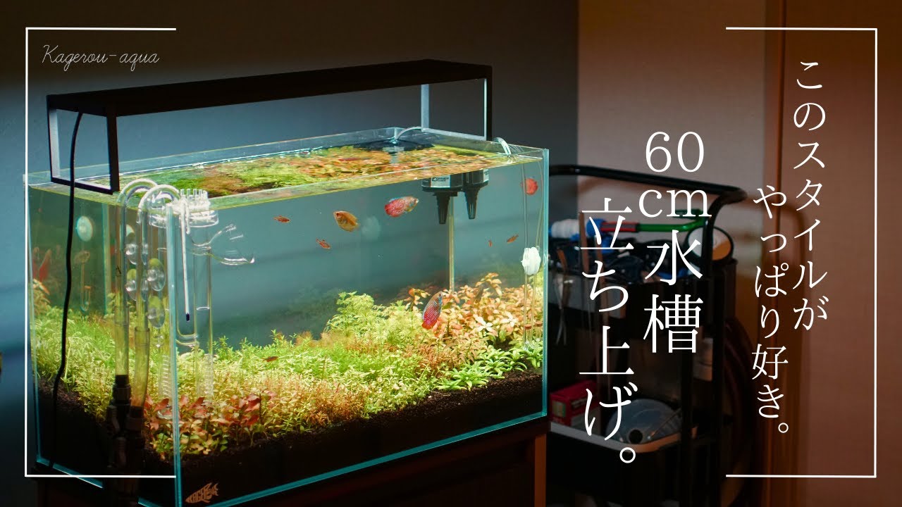 基礎的なダッチアクアリウム。60cm水槽で作る色鮮やかな水景
