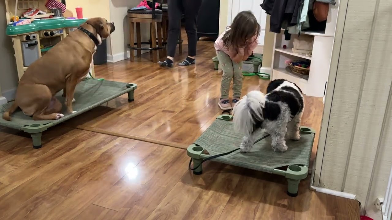 Andy, Izzie and Daisy Hold Place While Family Arrives Home - No Barking and No Jumping
