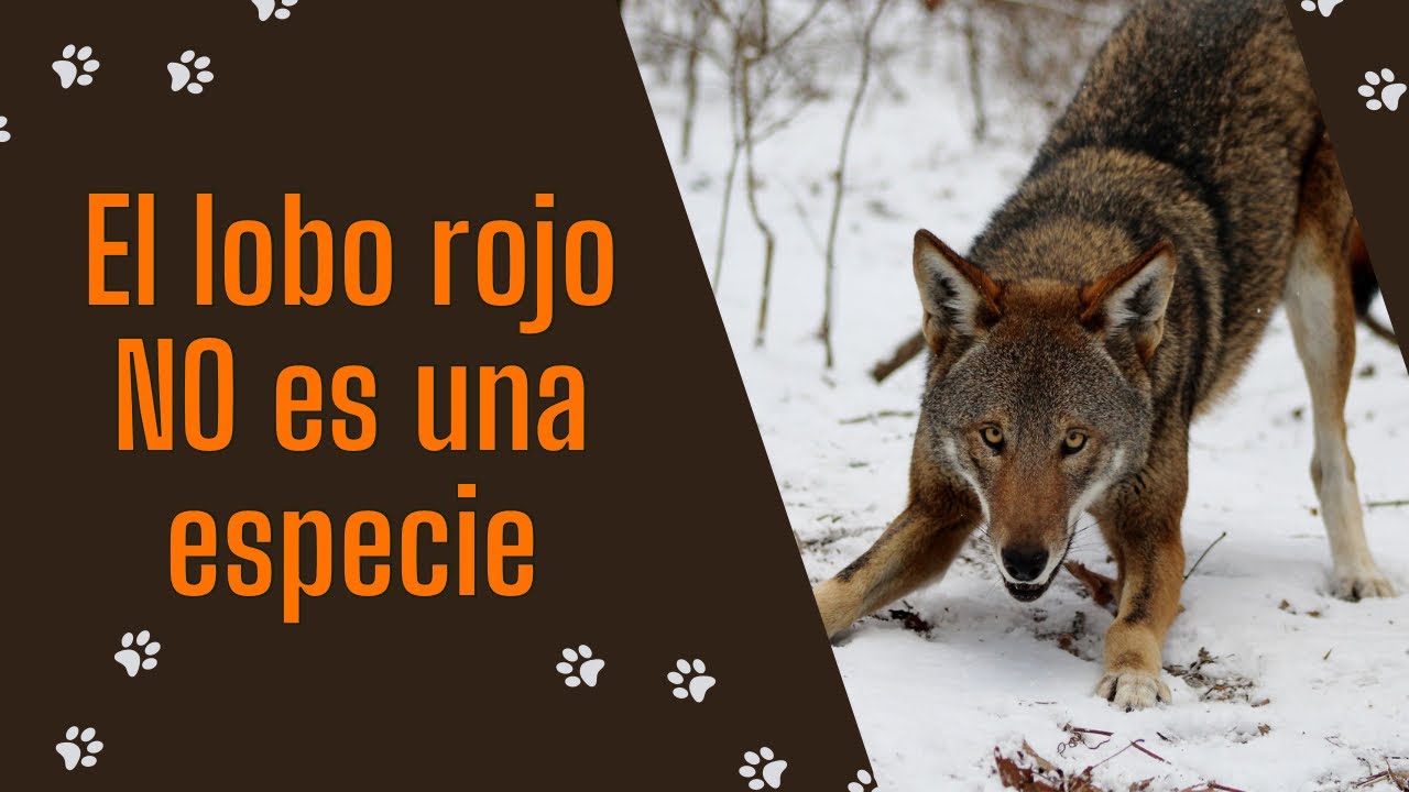 ESPECIES: El Concepto que DESCONCIERTA a los Científicos