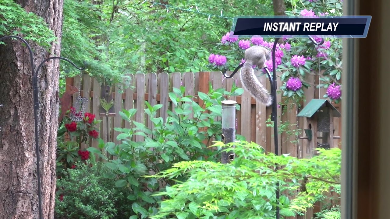 Squirrel Acrobatics