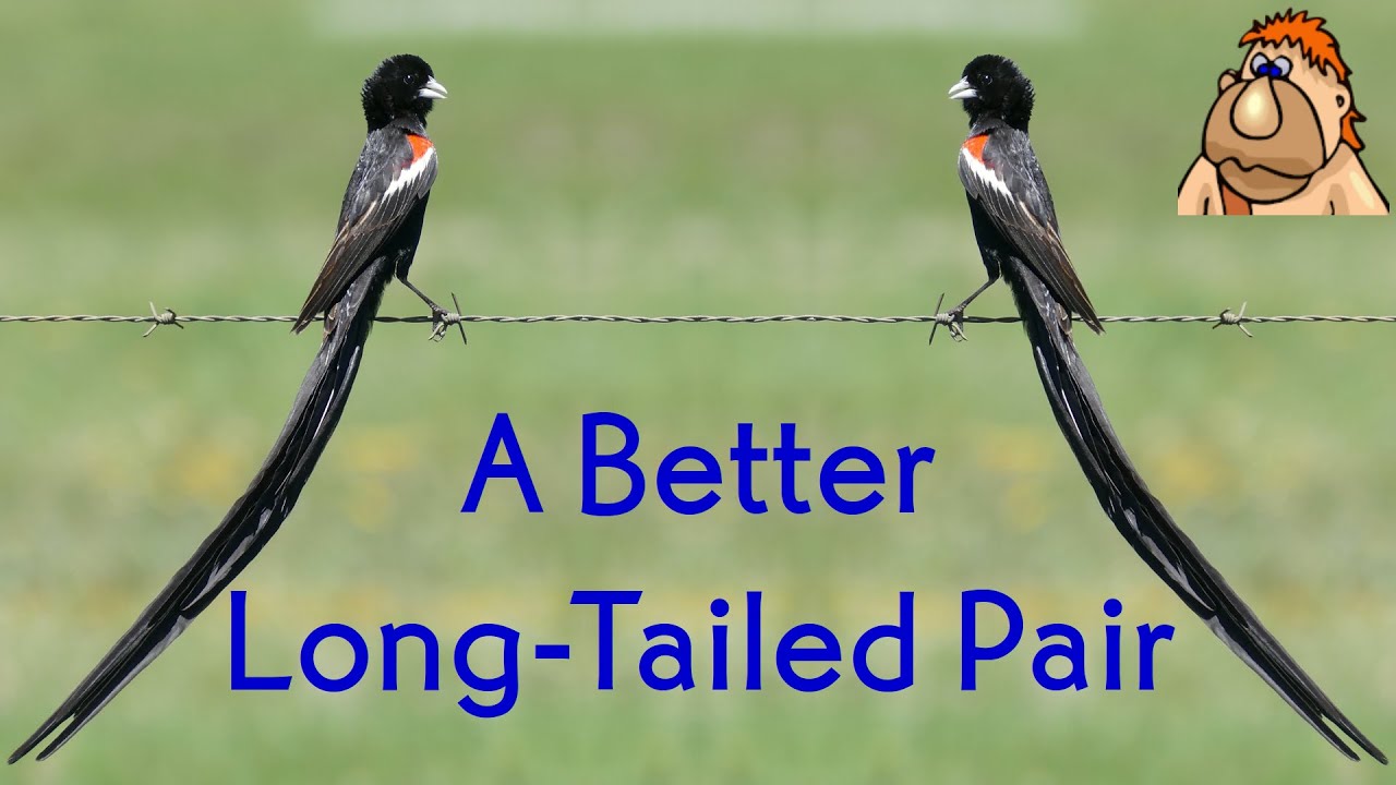 Improving the Long-Tailed Pair (Transistors 101, episode 15)