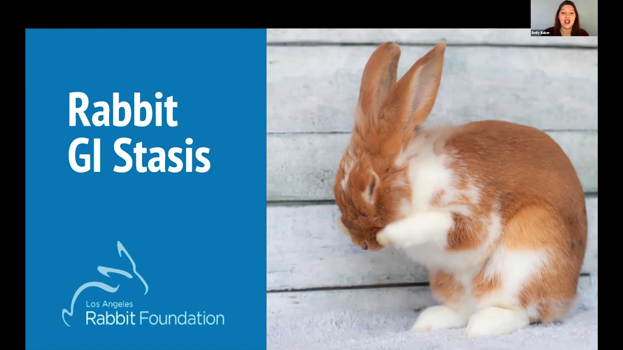 GI Stasis: What Every Rabbit Caretaker Needs to Know