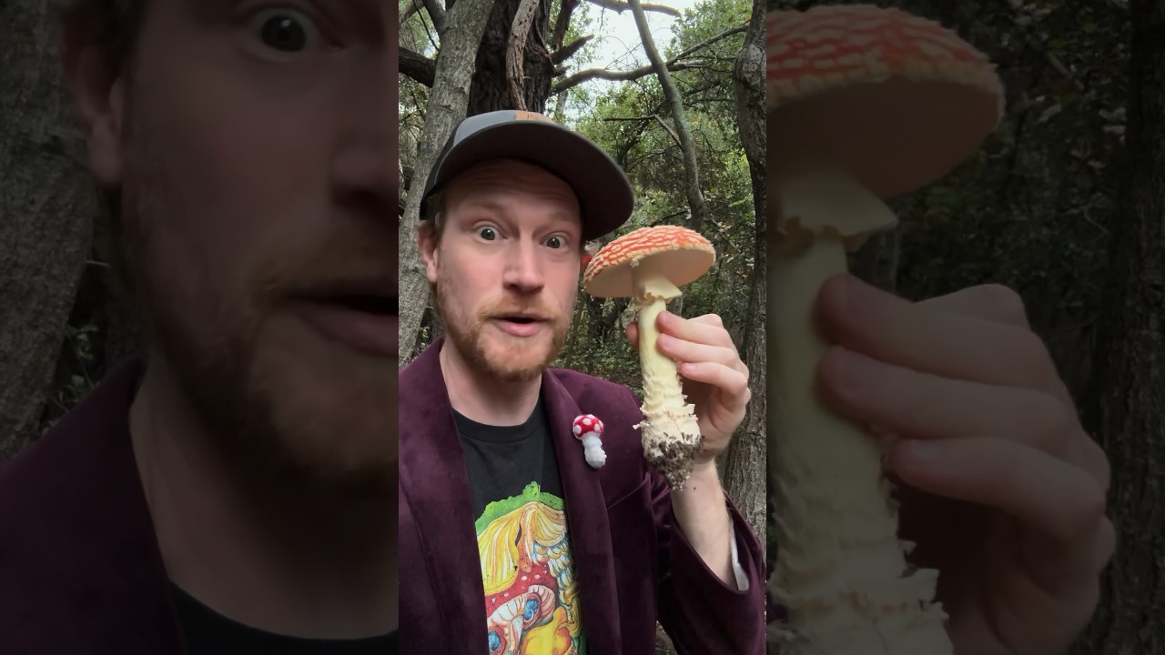 Ощутите действие мухомора/гриба Марио (Amanita muscaria) безопасно с экстрактом CALM!