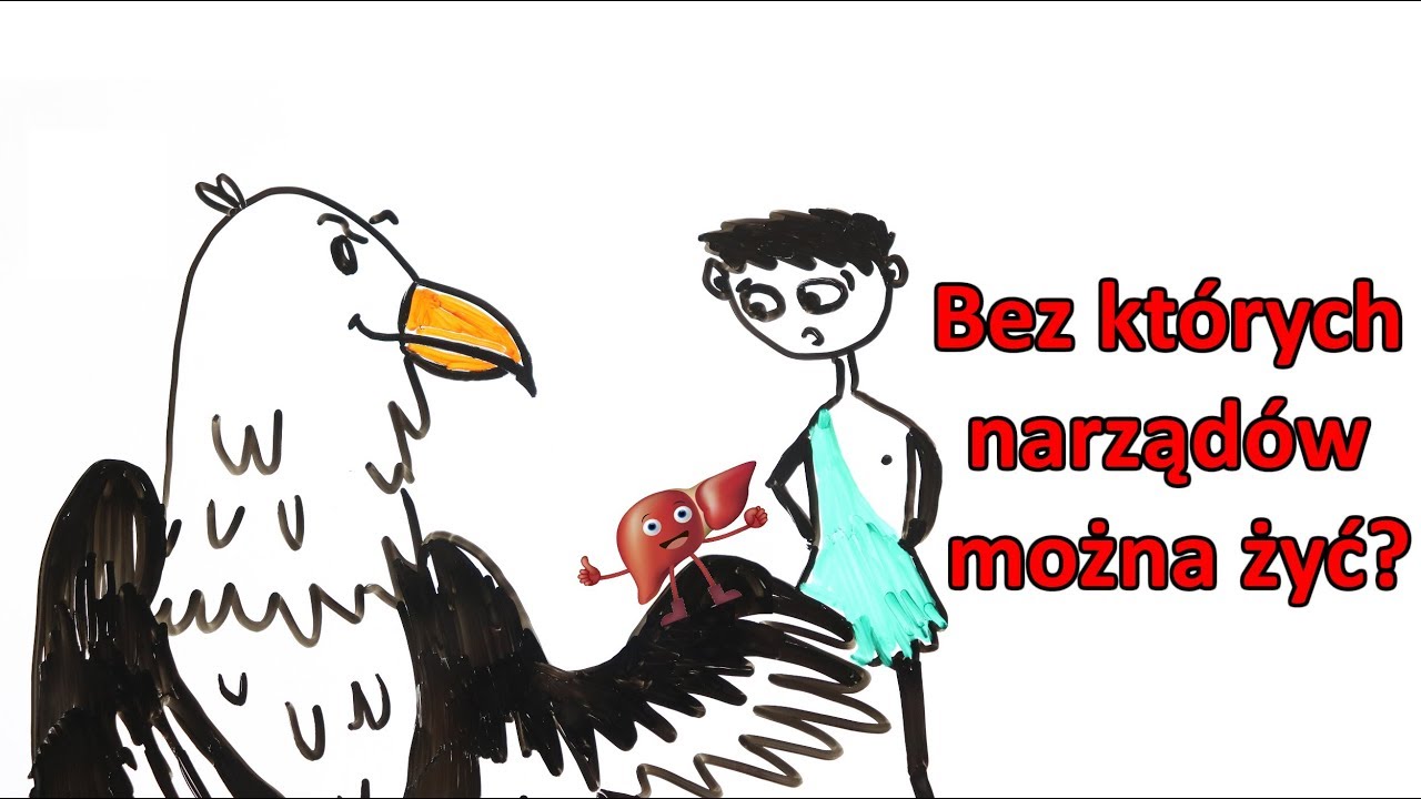 Bez jakich narządów człowiek mógłby żyć?
