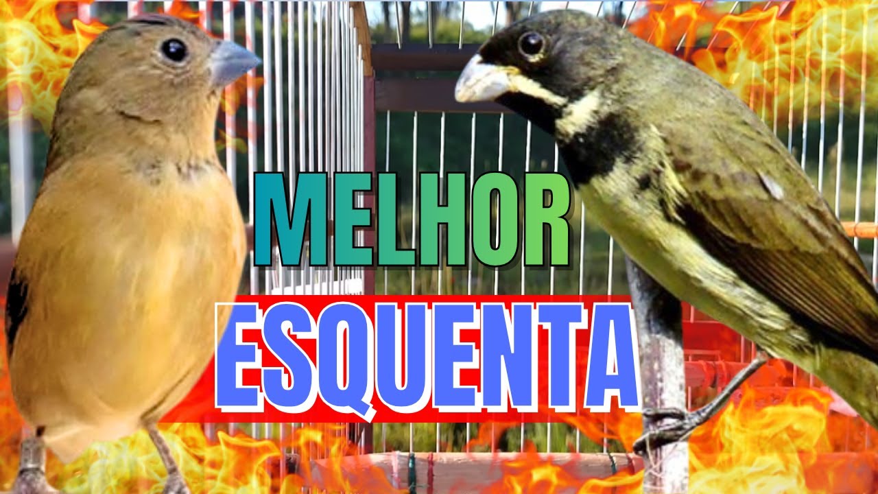 COLEIRO TU&Iacute;-TU&Iacute; COM F&Ecirc;MEA CHAMANDO PARA ESQUENTAR COLEIRO FRIO E ENCARTE DE COLEIRO TUI TUI