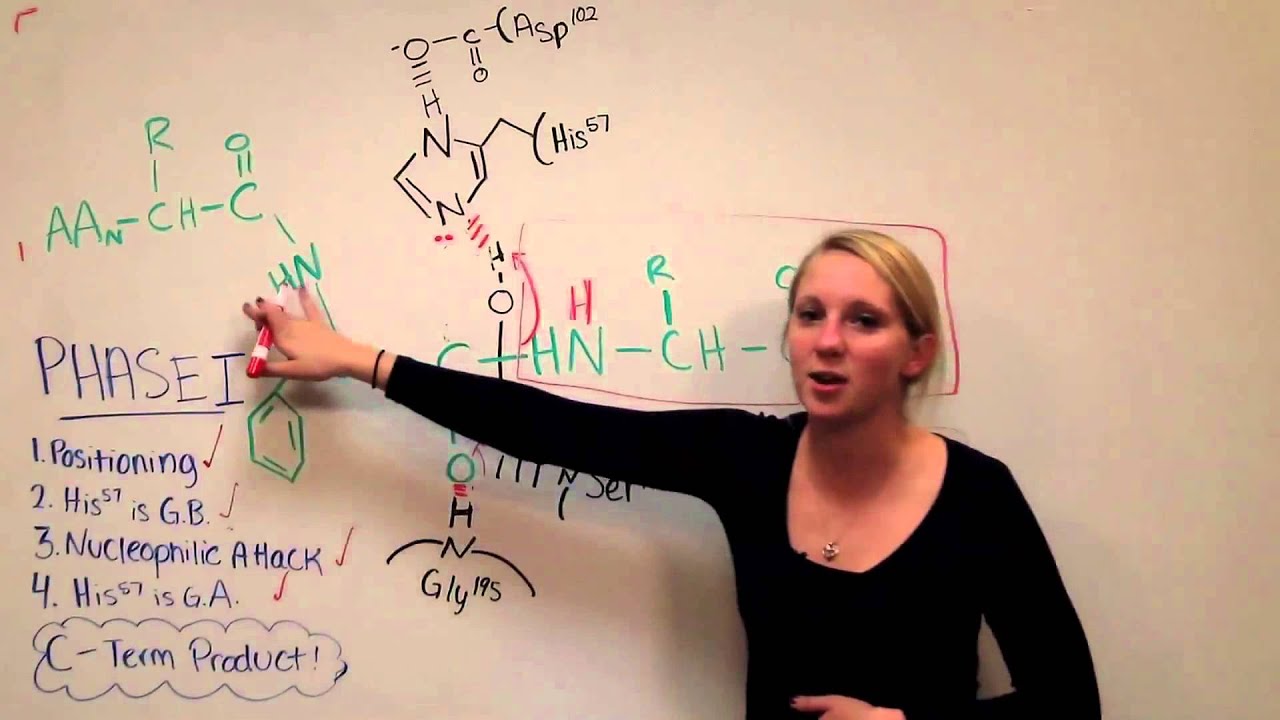 Chymotrypsin Mechanism