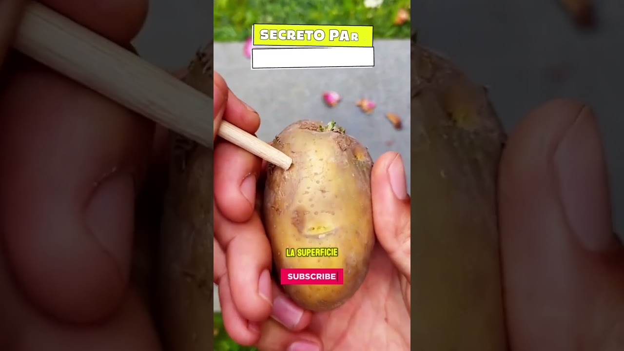 El secreto para propagar rosas con &eacute;xito   ✨ truco de la papa! 🌹🥔