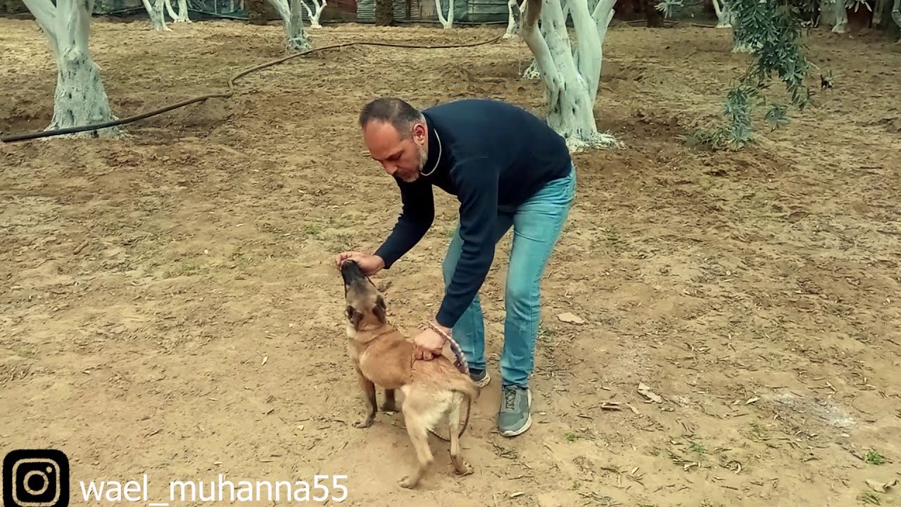 كيف تبدا اول درس تدريب مع كلبك\\ المدرب ابوالبراء