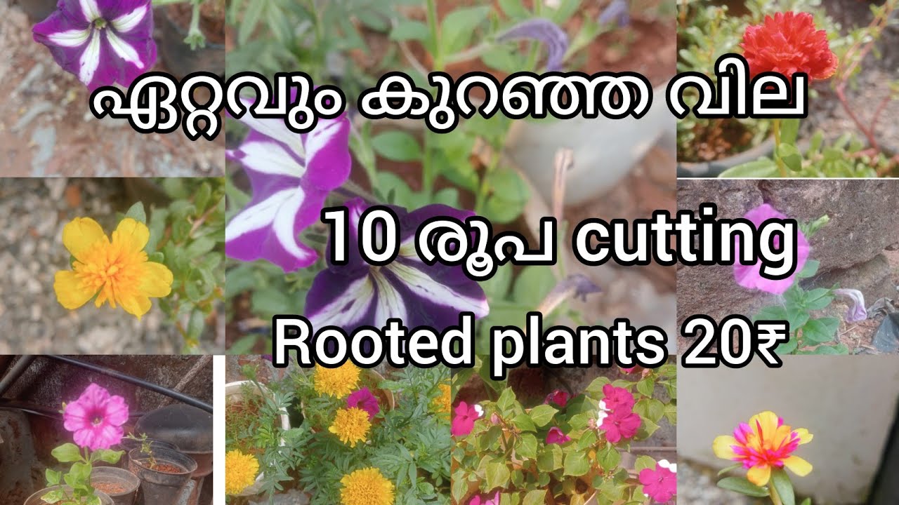 ഏറ്റവും കുറഞ്ഞ വില #10 രൂപ.. 20രൂപ @villagelife74 