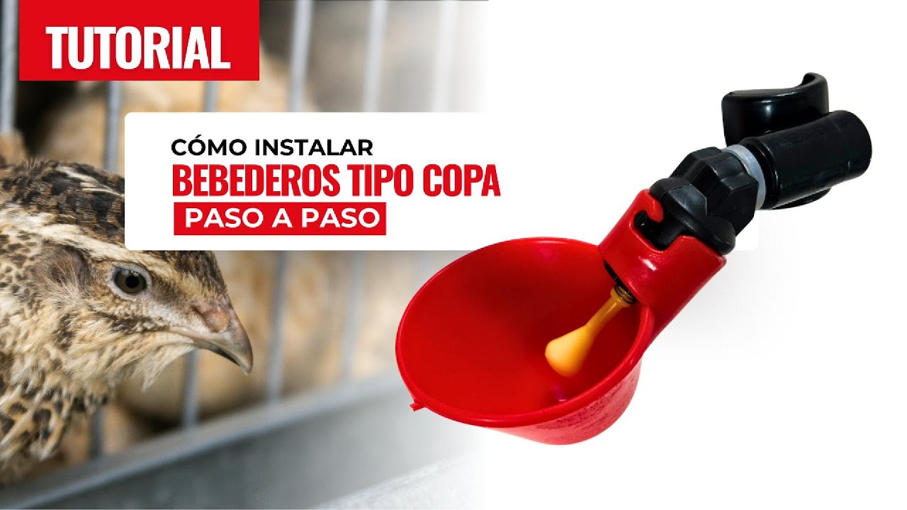 Cómo instalar bebederos tipo copa en jaulas de codornices | Paso a paso