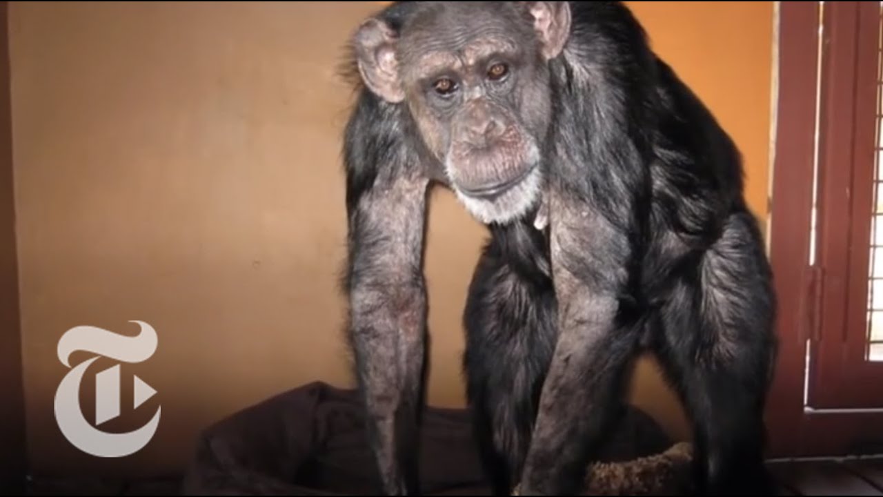 Chimpanzees Retired From Research | The New York Times