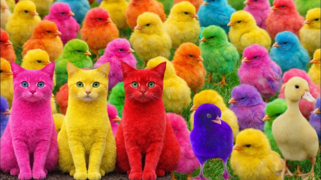 Tangkap Ayam Lucu, ayam warna warni, ayam rainbow, kelinci lucu, bebek lucu, ikan koi, Hewan Lucu